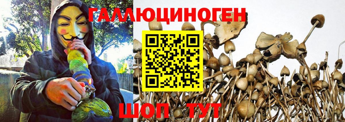 Псилоцибиновые грибы Cubensis Дербент